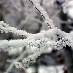 Winter Frost