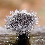 Frosty Sunrise