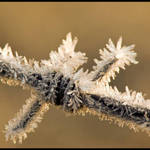 Frost