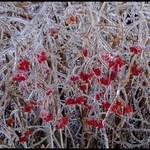 Frozen Berries