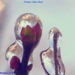 Frozen Lilac Bud