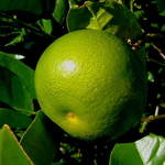 Marmalade