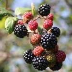 Autumn Fruits