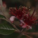 fejoa flowers 3
