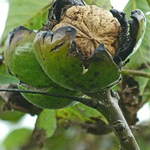 Walnuts