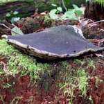 Fungus 5
