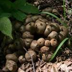 Puffballs