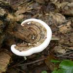 Shelf Fungus 4