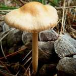Shroom 25