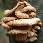 Shelf Fungi 12_04a