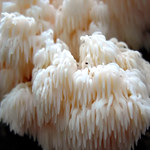 Hericium