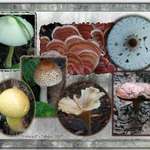 Fungi in O'Leno State Park