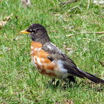 Funny Colored Robin