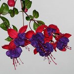 fuschia and Dewdrops