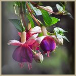 Fuschia