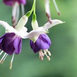 Fuschia