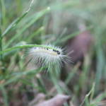 fuzzy caterpillar