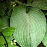 Garden Green