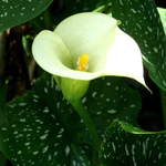 garden Lily