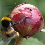 Bee!