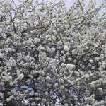 In Full Bloom