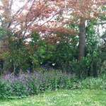 Corner Of My Yard