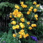Sunshine Colours