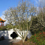 Japanese Gardens - Hamilton