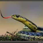 Eastern Garter Snake