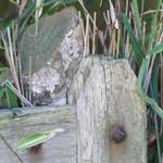Gate Post