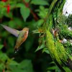 Gazing ball & Hummingbird June 07