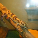 my leapord gecko