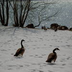 Belle Haven Geese