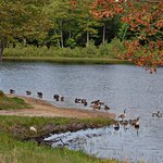 Geese