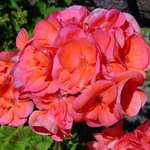 stunning geranium