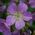 Geranium