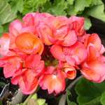 Peach Geranium