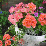 Geraniums Petunias in planter