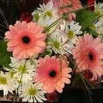 Gerbera Daisy Bouquets
