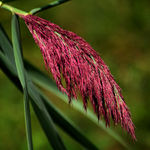 Giant Reed