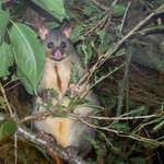 NZ Giant Squirrel