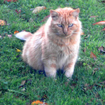 Ging
