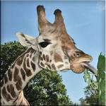 Light snack for a giraffe