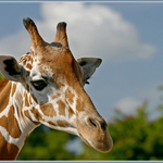 Shy Giraffe