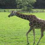 Graceful Giraffe