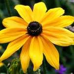 Beautiful Yellow Daisy