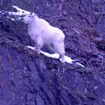 Mountain Goat