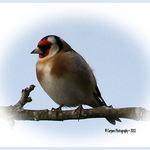 Gold Finch With Frame