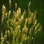 Golden Grass