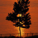 Golden silhouette